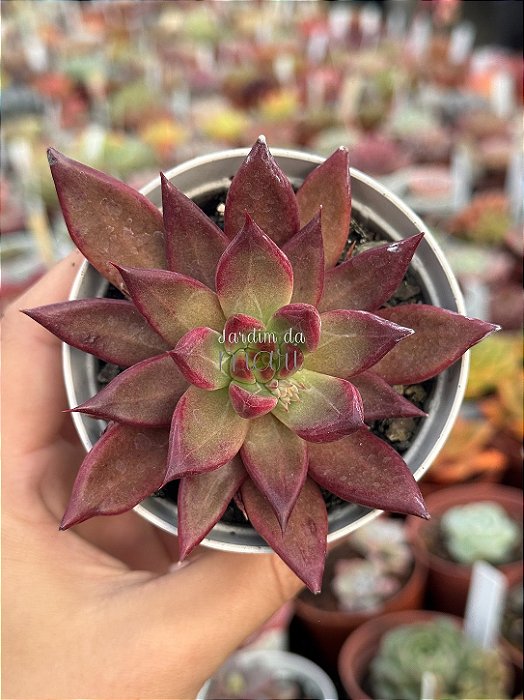 Echeveria red soul (importada)