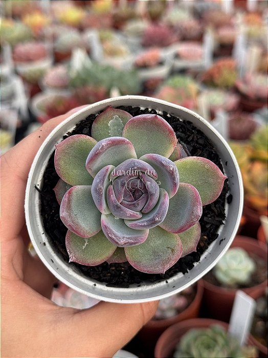 Echeveria dark opal