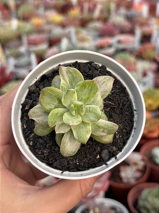 Echeveria ginmei tennyo variegata (importada)