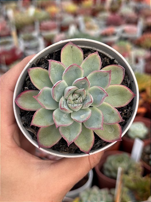 Echeveria green bumps (importada)