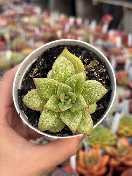 Echeveria Maria (importada)