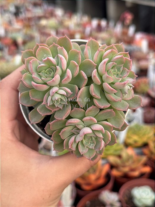 Echeveria jilin