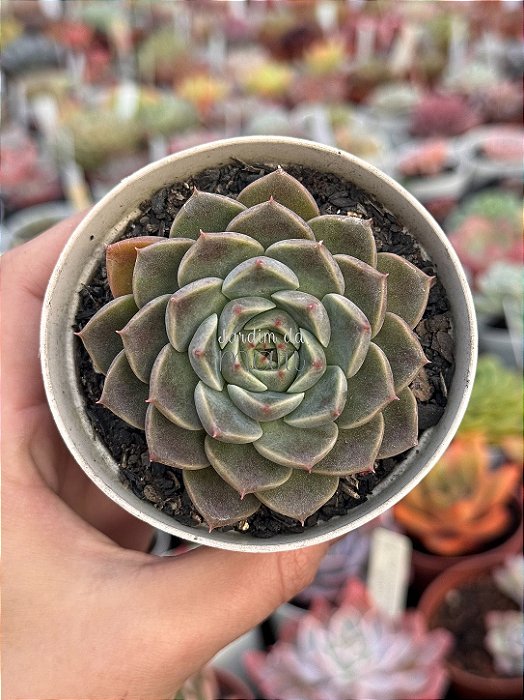 Echeveria bubaloo