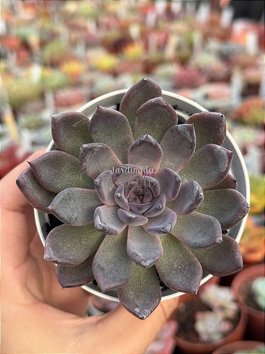 Echeveria black knight