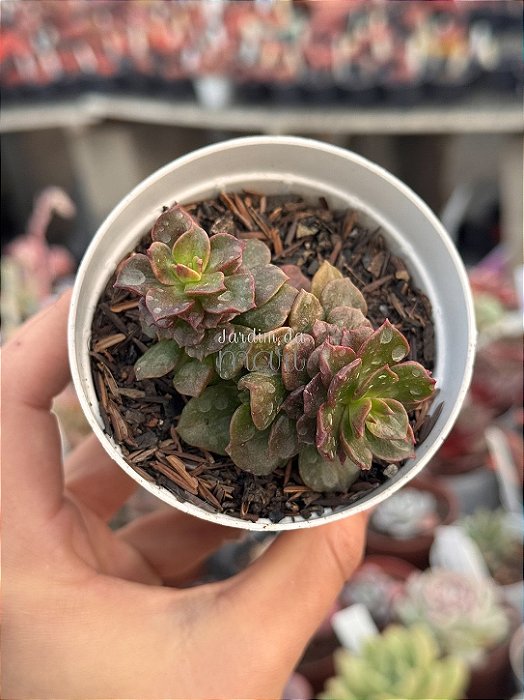 Echeveria multicaulis monstruosa