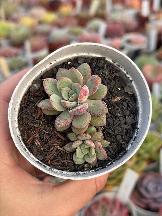 Echeveria baby doll