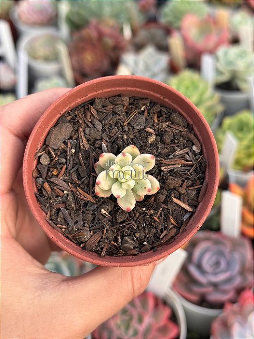 Echeveria macdougalli variegata (pouca raiz)