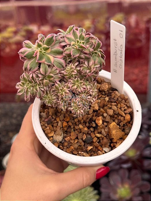 Aeonium Sunburst cristata (01)