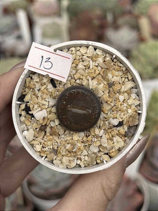 Lithops 13