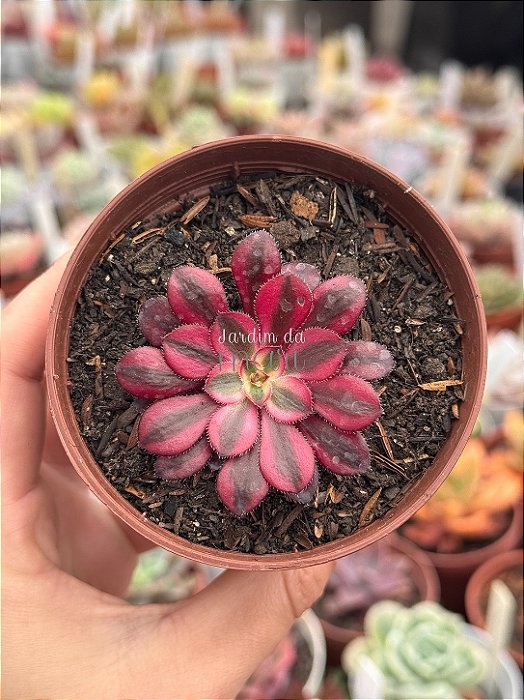 Aeonium chanel