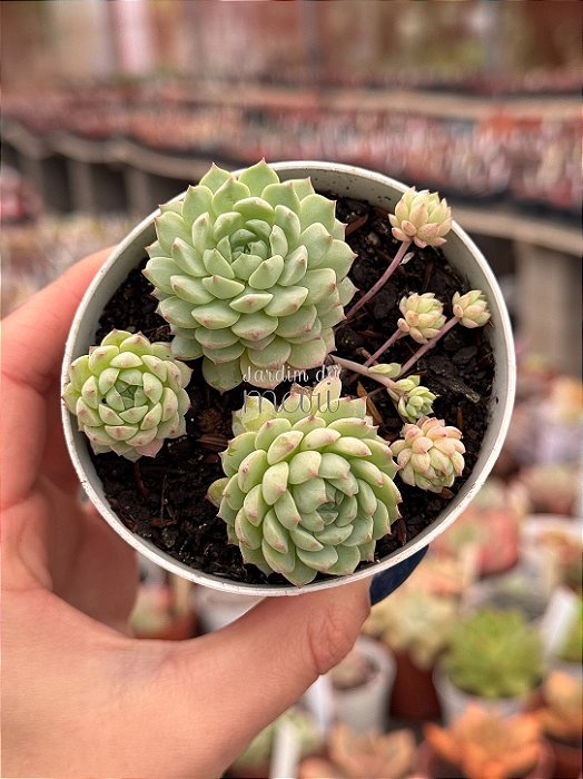 Echeveria pink berry