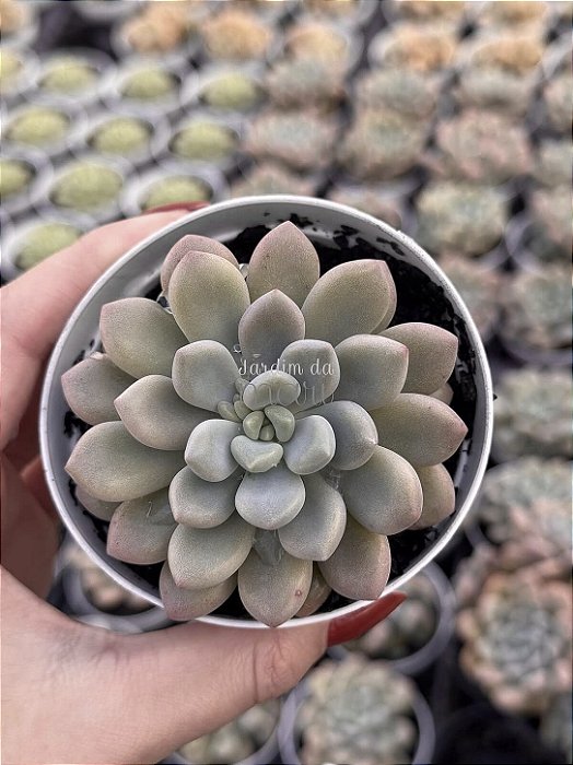 Echeveria xilitol