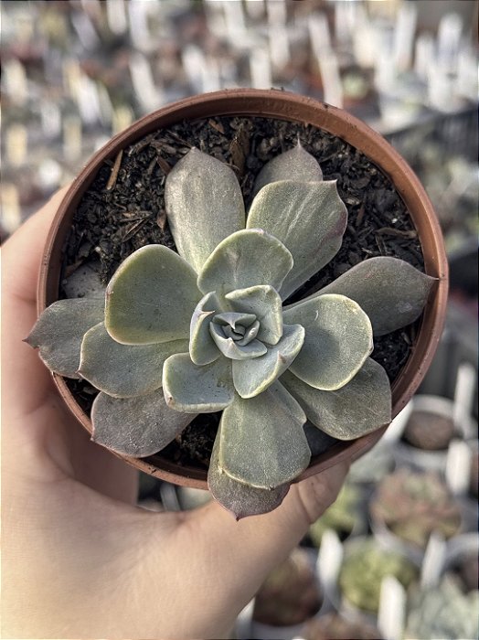 Echeveria colorshift