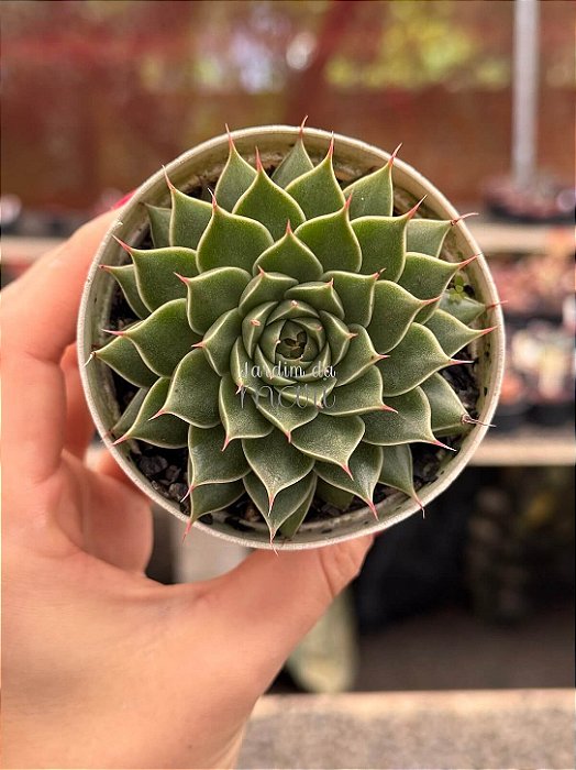 Echeveria lionfish