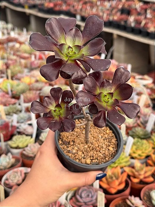 Aeonium zwartkop (arvoreta colônia)