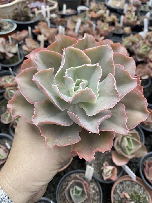 Echeveria chantilly green mint