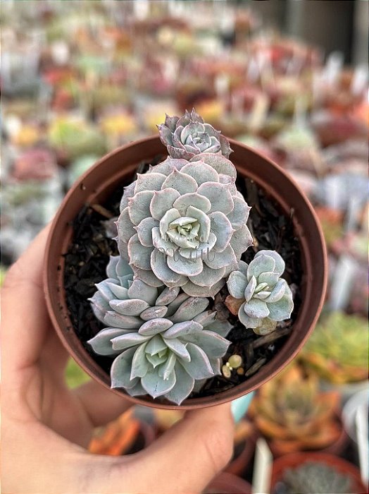 Echeveria subssessilis monstruosa