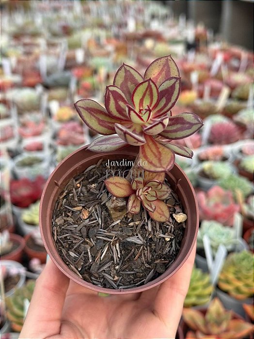 Echeveria Nodulosa (colônia)
