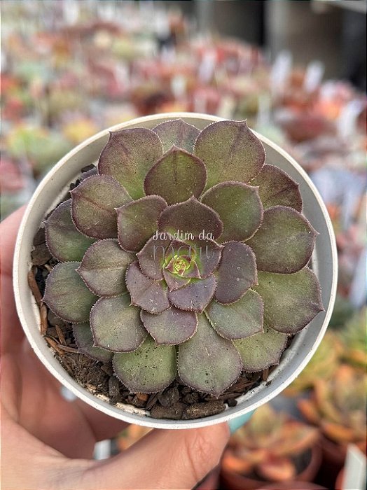 Aeonium Halloween reverso