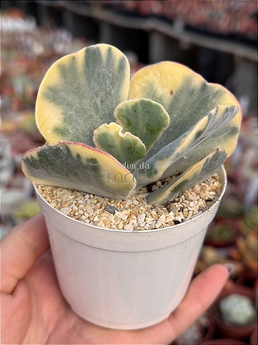 Cotyledon undulata variegata G (sem raiz)
