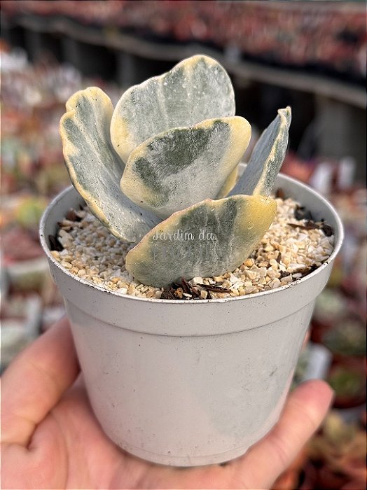 Cotyledon undulata variegata M (sem raiz)