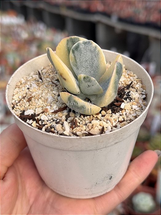 Cotyledon undulata variegata P (sem raiz)