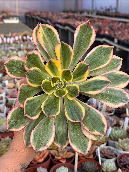 Aeonium sunburst G
