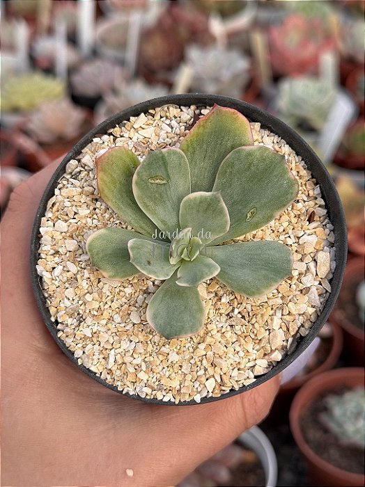 Echeveria raindrops variegata (sem raiz)