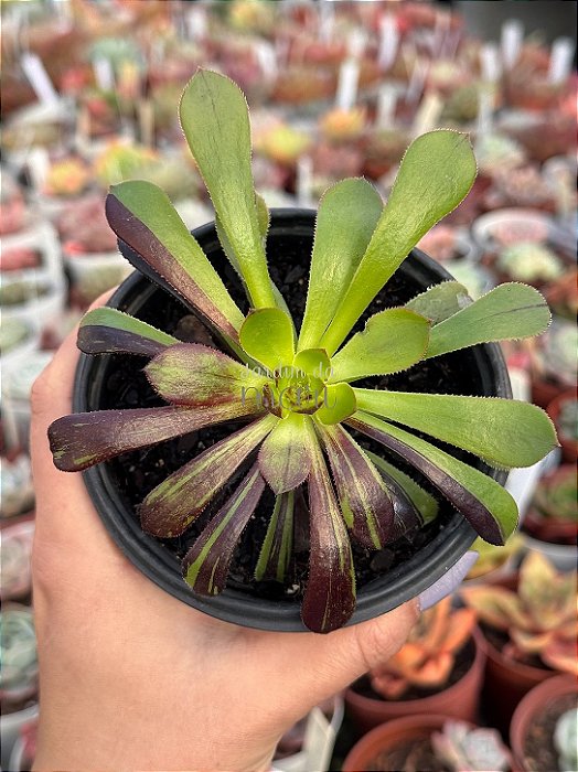 Aeonium big bang variegata (02)