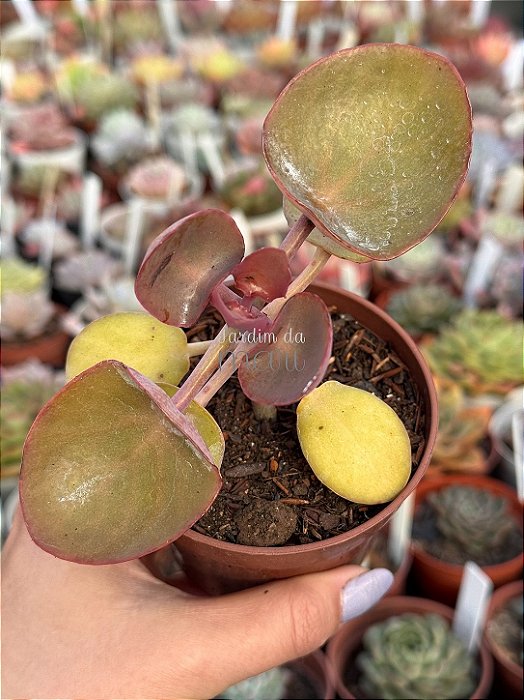 Kalanchoe nykae