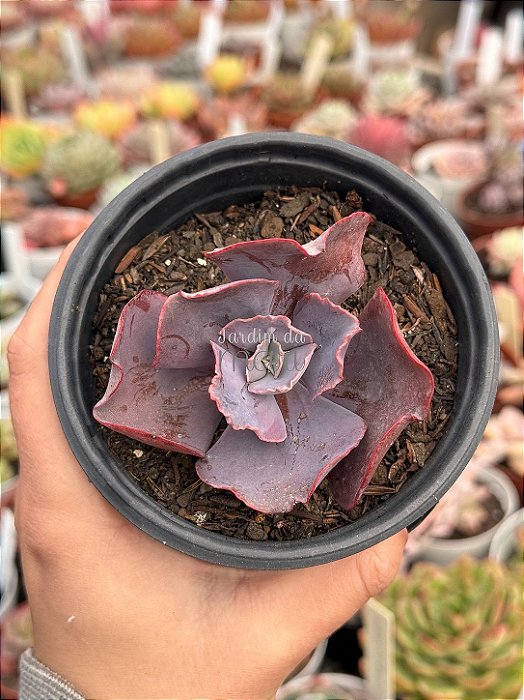 Echeveria dakota (sem raiz)