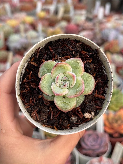 Echeveria amabile