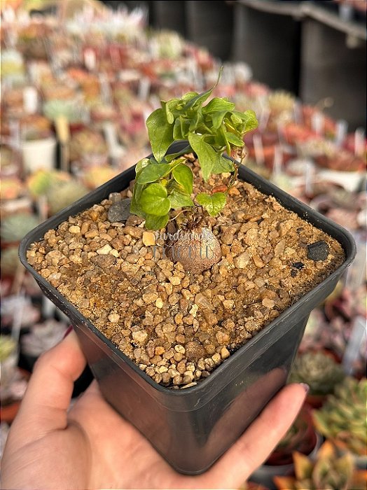 Testudinaria elephantipes