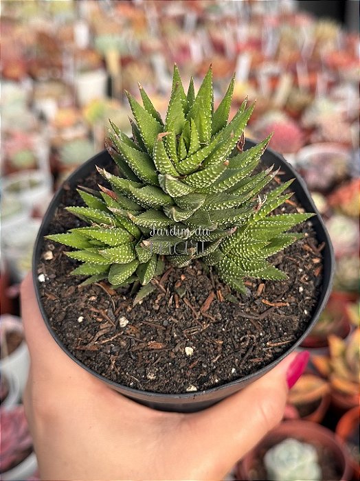 Haworthia fasciata