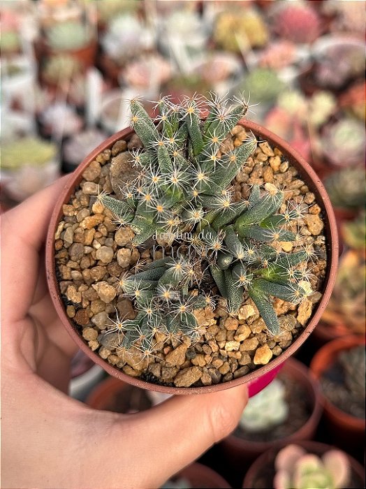 Trichodiadema densum (flor pink)