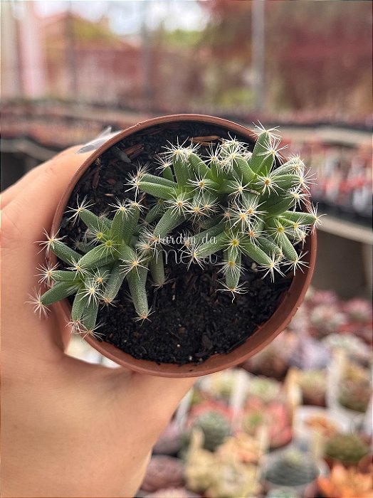 Trichodiadema densum (flor pink)