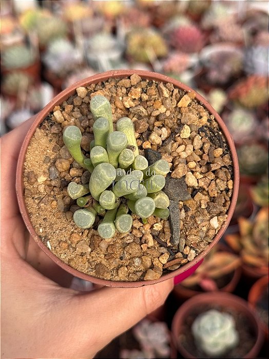 Fenestraria auranthiaca (flor branca)