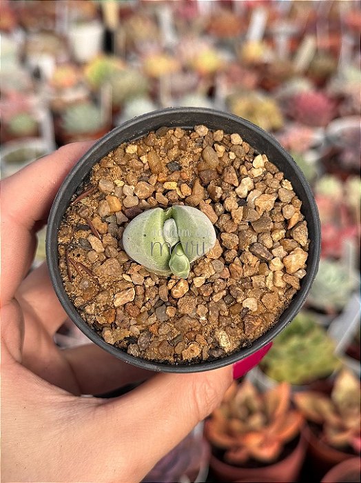 Gibbaeum dispar (unitária)