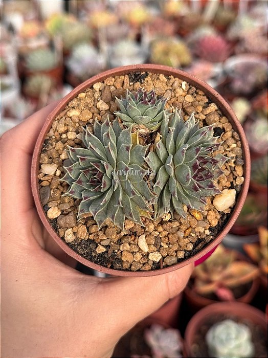 Sempervivum tectorum
