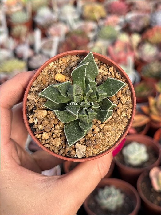 Faucaria bosscheana