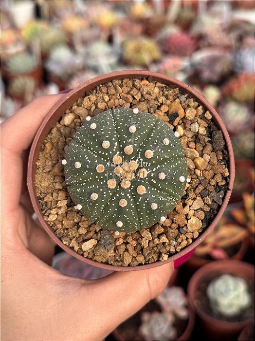 Astrophytum asterias