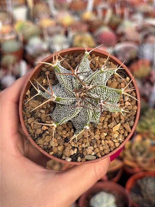 Astrophytum ornatum