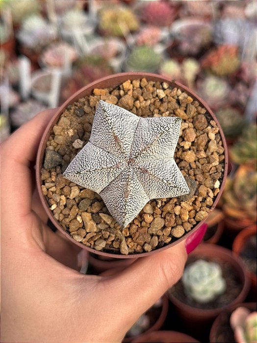 Astrophytum myrostigma var. onzuka 5k