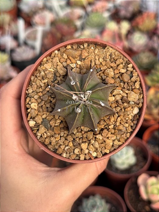 Astrophytum Brasil