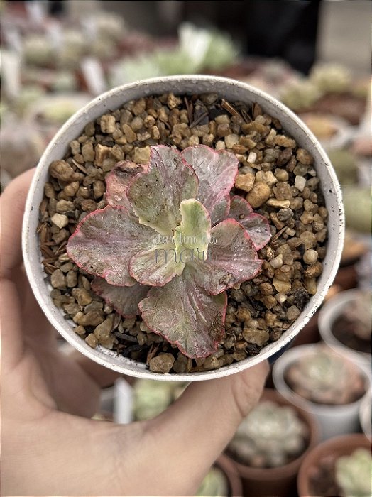 Echeveria chantilly pink diamond