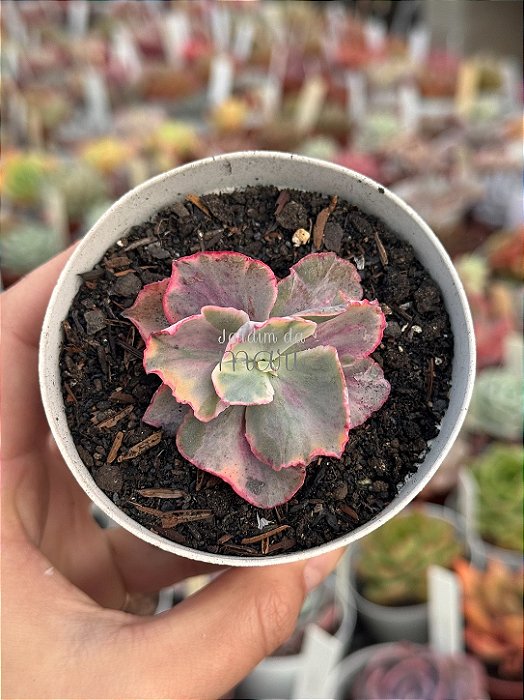 Echeveria chantilly pink diamond