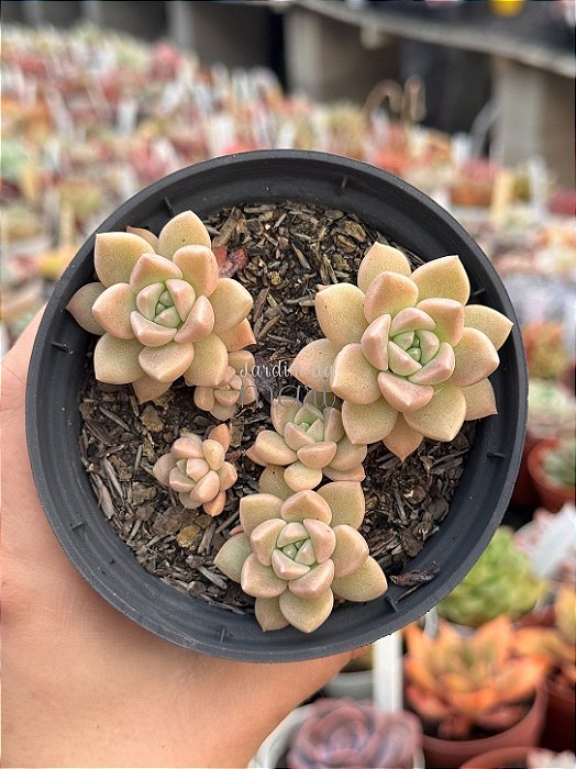Echeveria (sem id) colônia