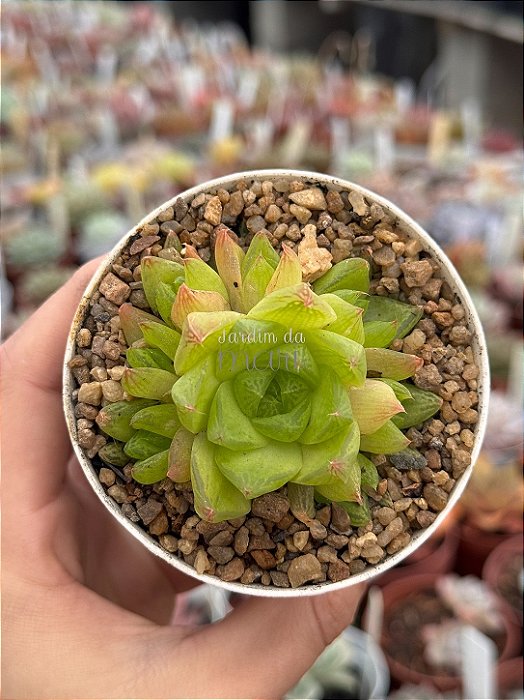 Haworthia cymbiformis