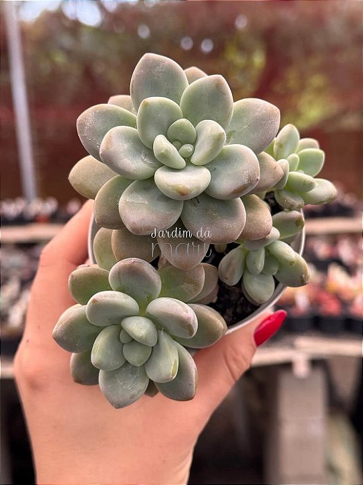 Echeveria loko