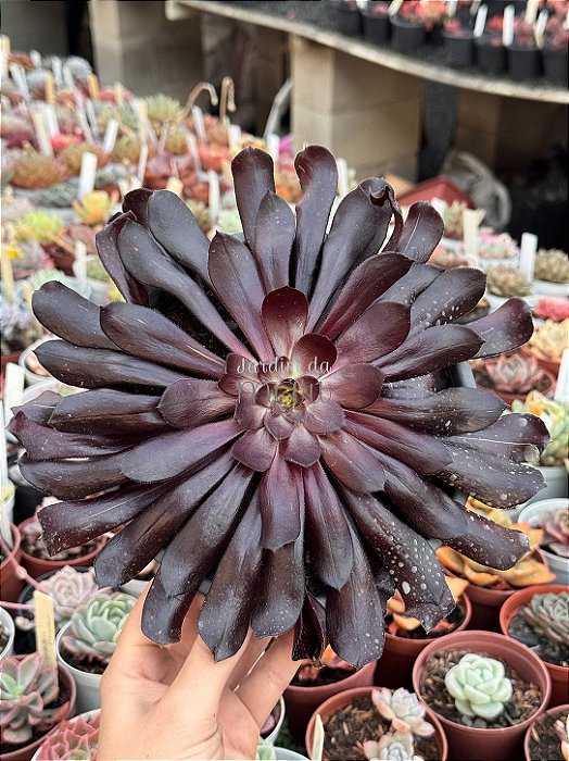 Aeonium big bang G (sem raiz)